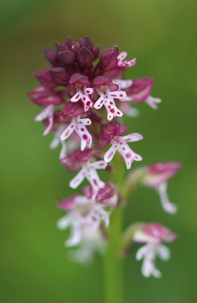 Orchideenwanderung Neuburgalm - Ebneralm