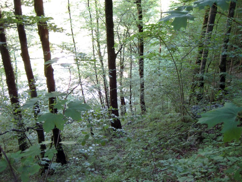Botanisch-vegetationskundliche Wanderung im Natura 2000 Gebiet Feistritzklamm bei Herberstein