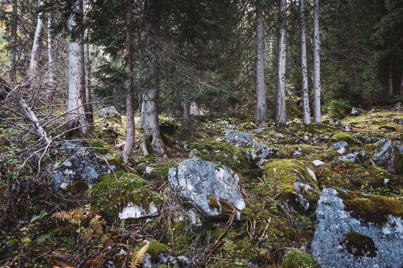 Waldwildnis - Zu Besuch im Urwald
