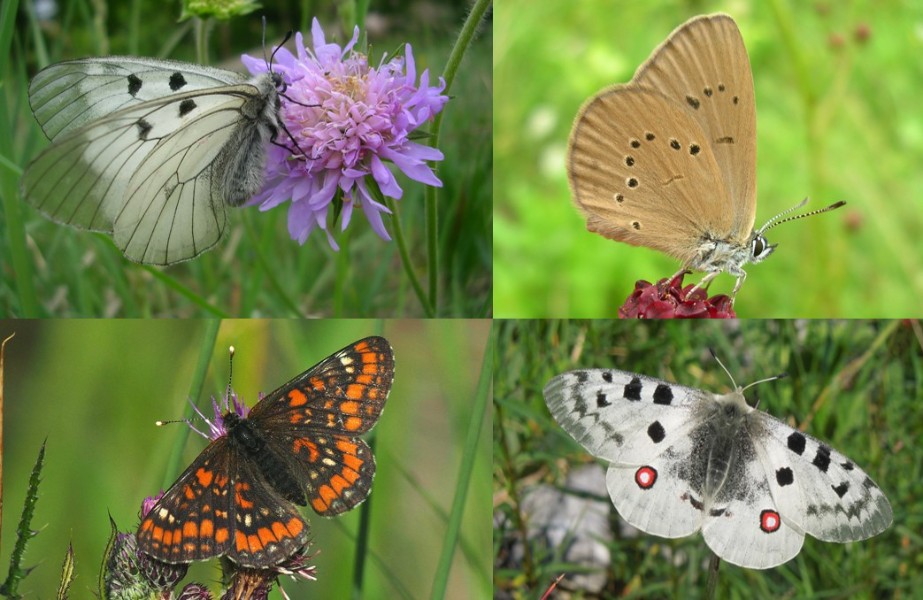 Edle Falter – die europaweit geschützten Schmetterlinge in der Steiermark