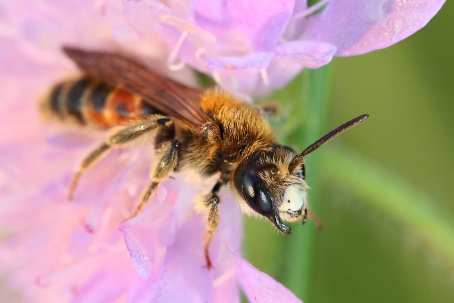 Wildbienen und andere Hautflügler in der Tierwelt Herberstein und Feistritzklamm