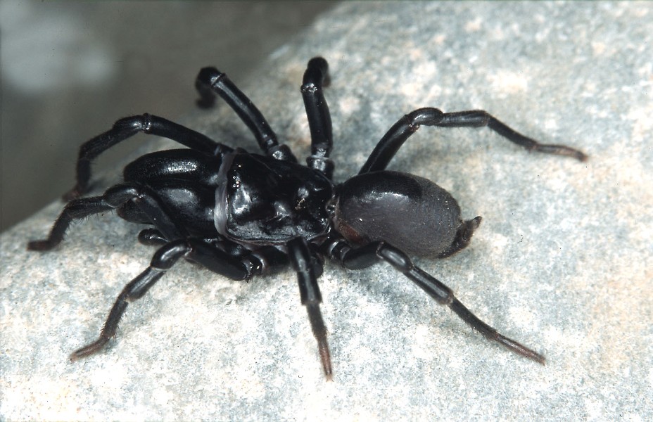 Arachnida – Von heimischen Vogelspinnen und exotischen Apenninenkankern