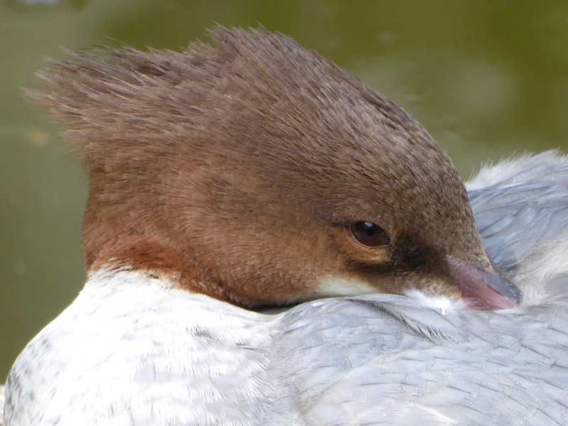 Faszination Vogelvielfalt im Au-Biotop-Rudersdorf in Graz