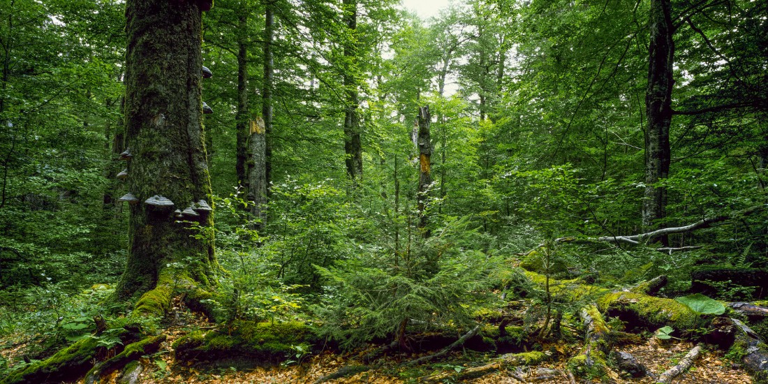 Der Gesäuse-Wald im Klimawandel